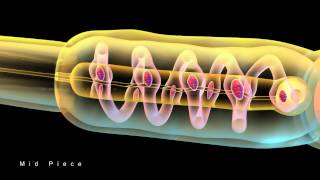 STRUCTURE OF SPERM [upl. by Fern]