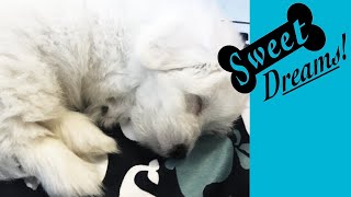 Dog Barking Soothe Your Pet Now with Calming White Noise  Dog Sleep Sounds 10 Hours [upl. by Onoitna]