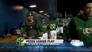 Pecos League Play The life of a Tucson Saguaro [upl. by Oscar222]