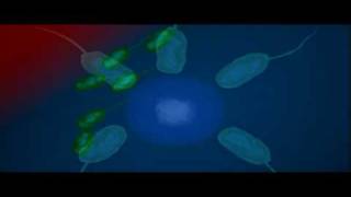 Bacteria Shape  Biology  Bacteriology [upl. by Fruin]