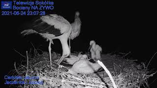 Gniazdo Bocianie  Telewizja Sokółka NA ŻYWO  IP Camera Storks nest LIVE [upl. by Lamb]