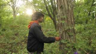 Harvesting Pignut amp Shagbark Hickory Nuts [upl. by Esekram888]