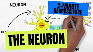 2Minute Neuroscience The Neuron [upl. by Seys]