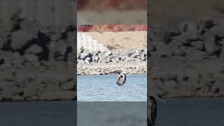 Steller’s Sea Eagle in Action wildlife animals eagles [upl. by Welles393]