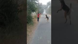 garvit kuchh and German shepherd jarmansafeddog viralvideo [upl. by Toomay]