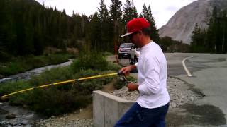 Lee Vining Creek rainbow trout [upl. by Aina667]