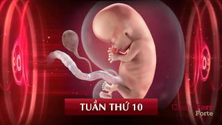 Sự phát triển của thai nhi 3 tháng đầu [upl. by Yentruoc52]