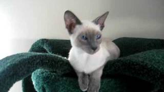 The cutest Siamese cat in the world [upl. by Morra]