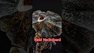 Field Neck Lizard facts shorts ytshorts [upl. by Carbone594]