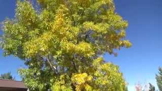 Arizona Ash in fall color  Fraxinus velutina [upl. by Tertius816]