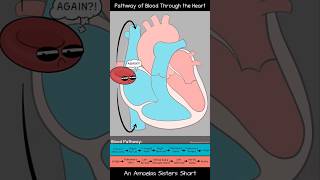 Pathway of Blood Through the Heart  Amoeba Sisters Shorts biology circulatorysystem [upl. by Anayrb]