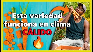 ✅Como sembrar ZANAHORIA en Macetas y en clima cálido [upl. by Ennaillij]