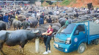 Buy Buffalo and Use Truck to Transport 500km to Countryside Market to Sell  My Farm Đào [upl. by Aissila]