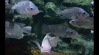 ปลานิล ปลาทับทิม ปลาหมอเทศ เลี้ยงรวมกัน Tilapia nilotica Nile tilapia Three spotted tilapia [upl. by Anauqes520]