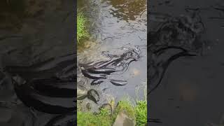 Eels eelsvideo Eels hiking goldpannning goldindustry nature golddredging goldmining [upl. by Eniaral]