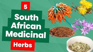 Discover Healing Spices in South African Cuisine [upl. by Ahsya]