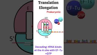 Prokaryotic Translation Elongation Protein synthesis animation biology [upl. by Alvis]