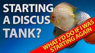 Mastering Your Discus Tank Key Lessons After 3 Years [upl. by Atterol]