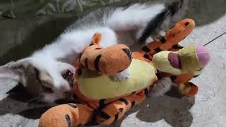 baby cat 😺 trying to beat a tiger 🐯 [upl. by Thurston]