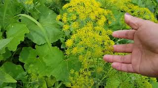 DILL PLANTS AND ITS BEAUTY MARAR IN ROMANIA [upl. by Ahtnammas]