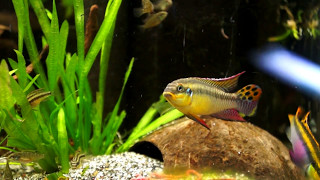 pelvicachromis kribensis moliwe wid pairampf1 [upl. by Tekcirk]