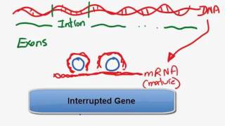 Interupted gene  Introns and exonsmp4 [upl. by Adnat]