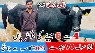 HF Heifers For sale in punjab  Jersey Female calf for sale  Top 12 Heifers in pakistan [upl. by Bathsheba]