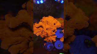 Orange Setosa Coral Saltwater Aquarium Reef Tank allmymoneygoestocoral [upl. by Alywt]