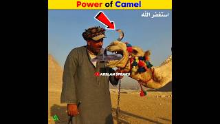 A Snake Eating Camel  Arslan Speaks amazingfacts facts shortsfeed [upl. by Morville]