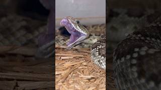 Mojave Rattlesnake FANGS [upl. by Notsud]