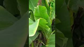 Erwinia rot in banana agriculture farming agriculturefarming banana farmer viral shortvideo [upl. by Naelopan]