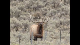 2024 Idaho Controlled Elk Hunt [upl. by Yatnuhs989]