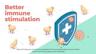 Drinking water administration vaccination instructions [upl. by Kcirdez]