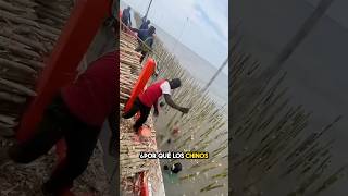 ¿Por qué China está colocando madera bajo el agua 🤔 [upl. by Toby508]