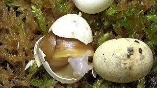 The first snail baby hatches  Archachatina rhodostoma benin  Das erste Achatschneckenbaby schlüpft [upl. by Ynattib360]