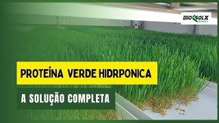 FORRAGEM VERDE HIDROPÔNICA [upl. by Abbotson]