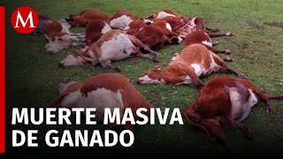 Reportan la muerte de 200 reses en Veracruz presuntamente por consumo de pollinaza contaminada [upl. by Ilona]