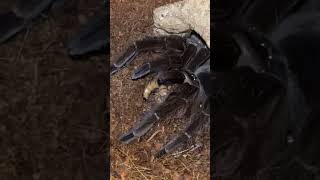 Goliath bird eating tarantula feeding spider [upl. by Inaflahk151]