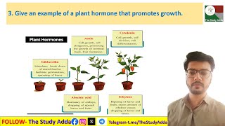 4 How do auxins promote the growth of a tendril around a support CLASS 10 NCERT SCIENCE [upl. by Eatnahc248]