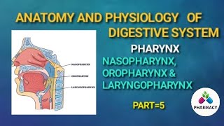 Pharynxnasopharynx oropharynx amp laryngopharynx the digestive system 5 [upl. by Phillipe358]