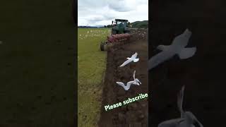 Gulls and herons flew off as the ploughing startedCheck out our turning plow in actionAgricultural [upl. by Ades394]