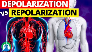 Depolarization vs Repolarization of the Heart EXPLAINED [upl. by Columbine]