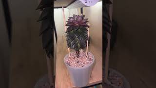 Эхеверия Пурпуросум Echeveria purpusorum quotдревовидноеquot😁succulents [upl. by Peursem]