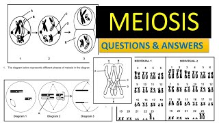 MEIOSIS GRADE 12 LIFE SCIENCES QUESTIONS AND ANSWERS  THUNDEREDUC BY MSAIDI [upl. by Oidgime]