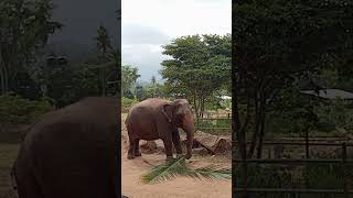 Pinnawala elephant orphanage in sri lanka❤️😍 [upl. by Hasty]