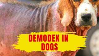 Demodex in Dogs Understanding and Managing Canine Demodectic Mange [upl. by Yk]