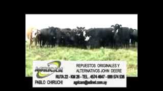 Manejo de vacas en el último tercio de gestación [upl. by Etteiram]