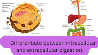 Differentiate between intracellular and extracellular digestionclass11chapter 4 LifeScienceAt7pm [upl. by Gelya362]