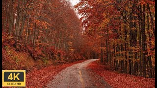 4K Autumn Forest  Relaxing Nature Video 🍁🍂 Increíbles Colores de Otoño 🍁🍂 [upl. by Leontina]