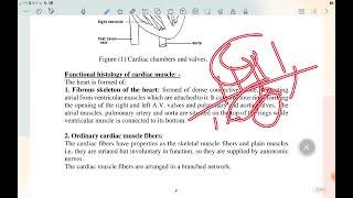 L1 CVS physiology [upl. by Hebner]